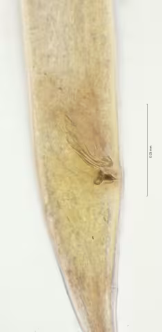 cloaca region 100x stack