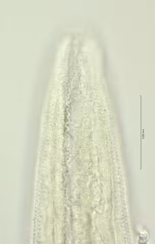 head region w amphid 100x