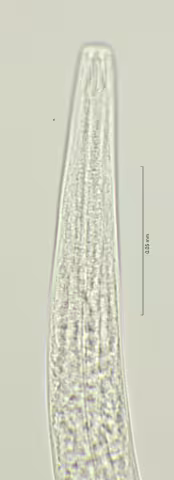 head region w amphid 100