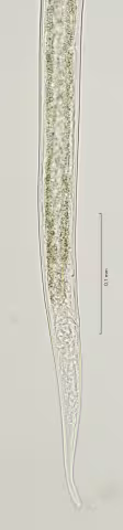 tail region 40