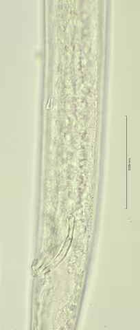 cloaca region 100x