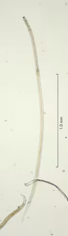 overview 4x